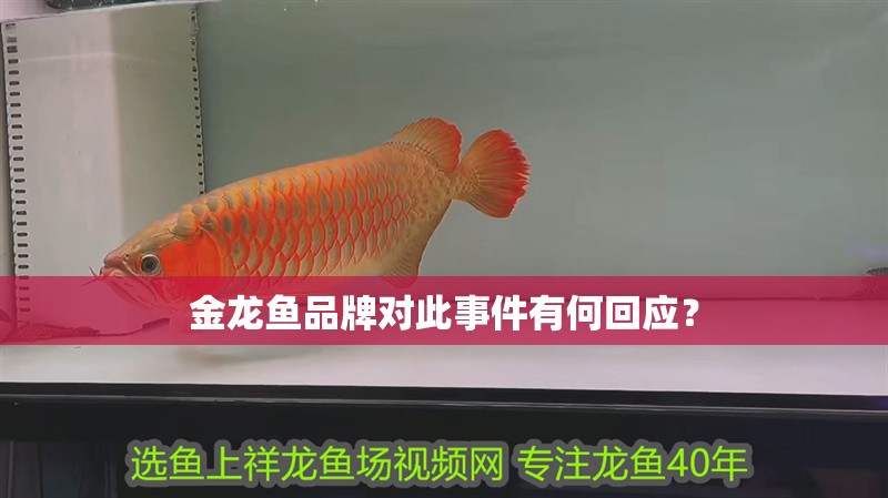 金龍魚品牌對此事件有何回應？
