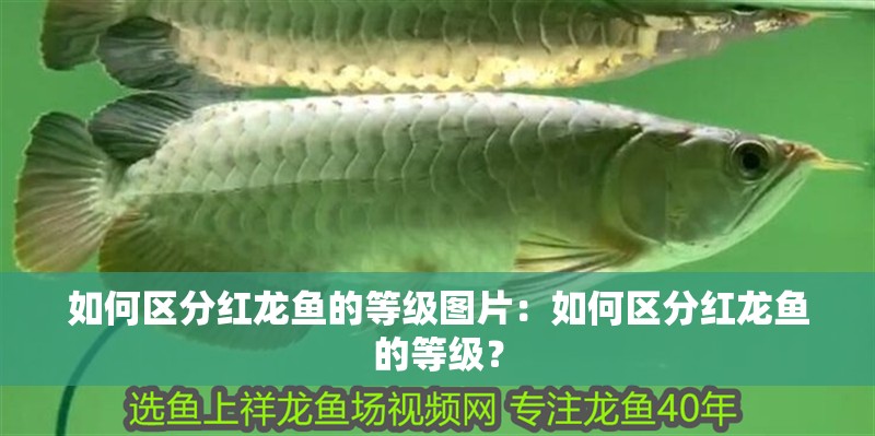 如何區分紅龍魚的等級圖片：如何區分紅龍魚的等級？
