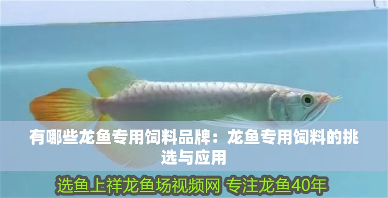 有哪些龍魚專用飼料品牌：龍魚專用飼料的挑選與應用