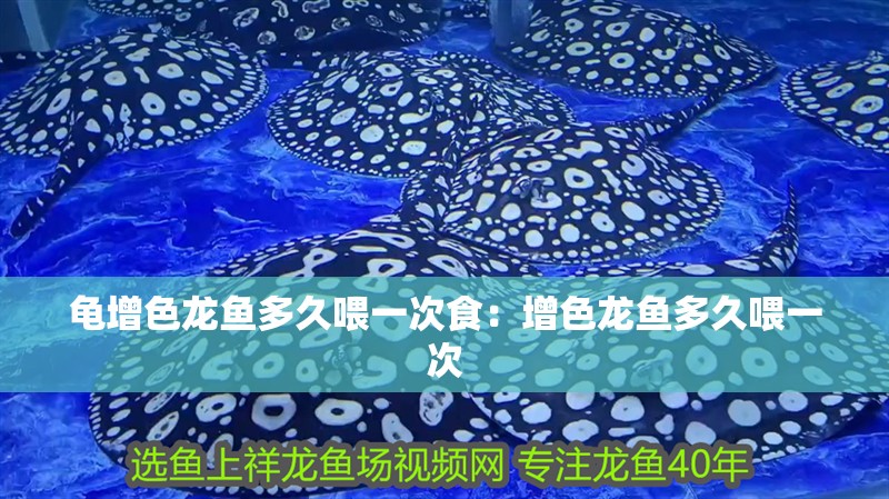 龜增色龍魚多久喂一次食：增色龍魚多久喂一次