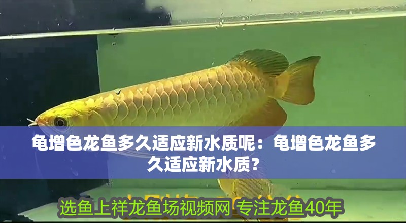 龜增色龍魚(yú)多久適應(yīng)新水質(zhì)呢：龜增色龍魚(yú)多久適應(yīng)新水質(zhì)？