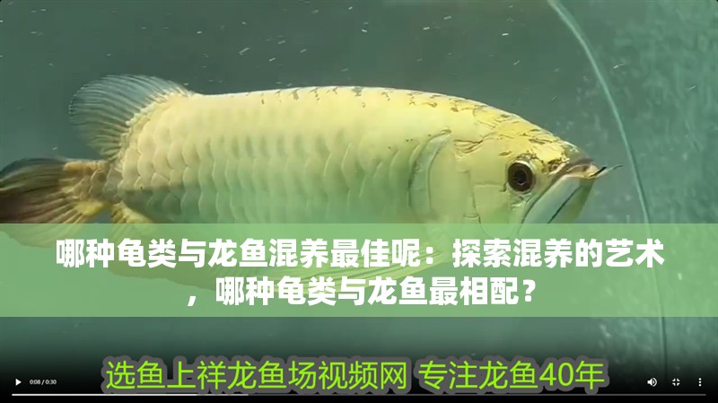 哪種龜類與龍魚混養最佳呢：探索混養的藝術，哪種龜類與龍魚最相配？