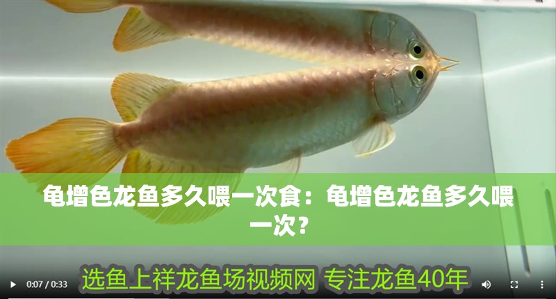 龜增色龍魚多久喂一次食：龜增色龍魚多久喂一次？