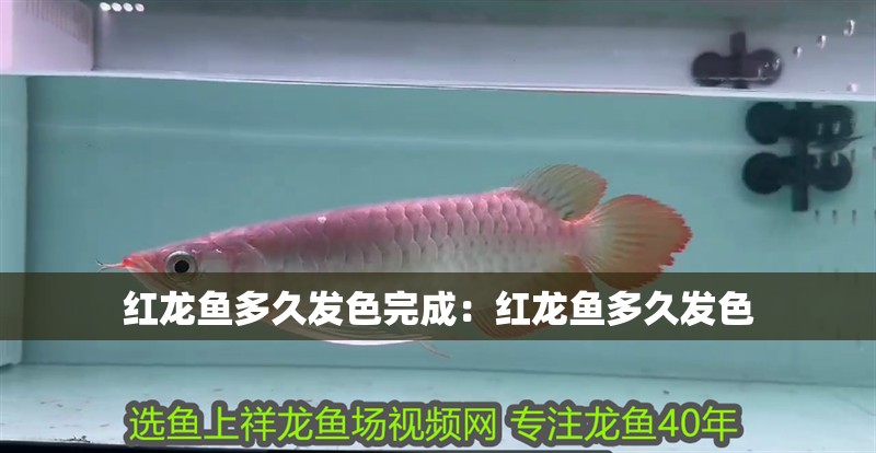 紅龍魚多久發(fā)色完成：紅龍魚多久發(fā)色