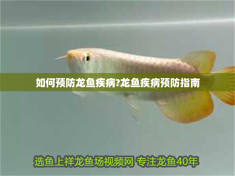 如何預(yù)防龍魚疾病?龍魚疾病預(yù)防指南