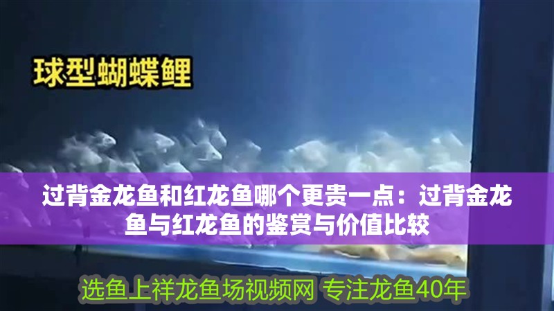 過背金龍魚和紅龍魚哪個更貴一點：過背金龍魚與紅龍魚的鑒賞與價值比較