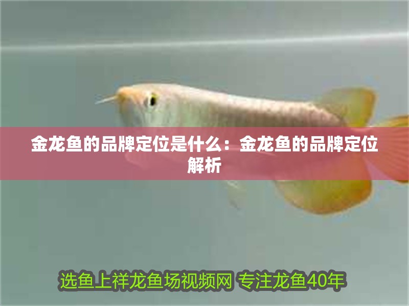 金龍魚的品牌定位是什么：金龍魚的品牌定位解析