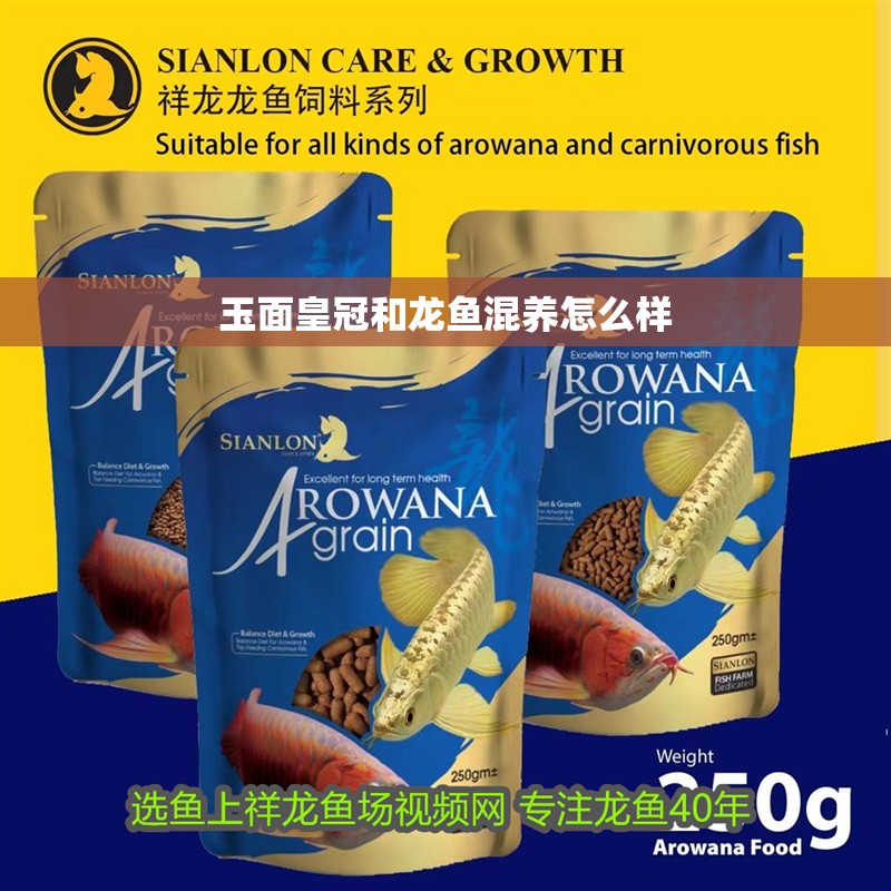 玉面皇冠和龍魚混養(yǎng)怎么樣
