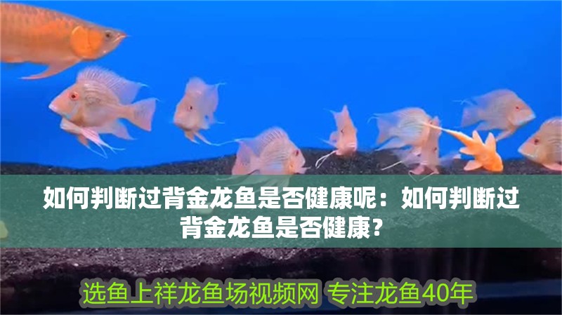 如何判斷過背金龍魚是否健康呢：如何判斷過背金龍魚是否健康？