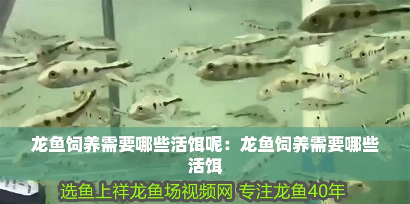 龍魚飼養需要哪些活餌呢：龍魚飼養需要哪些活餌