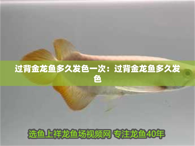 過背金龍魚多久發(fā)色一次：過背金龍魚多久發(fā)色