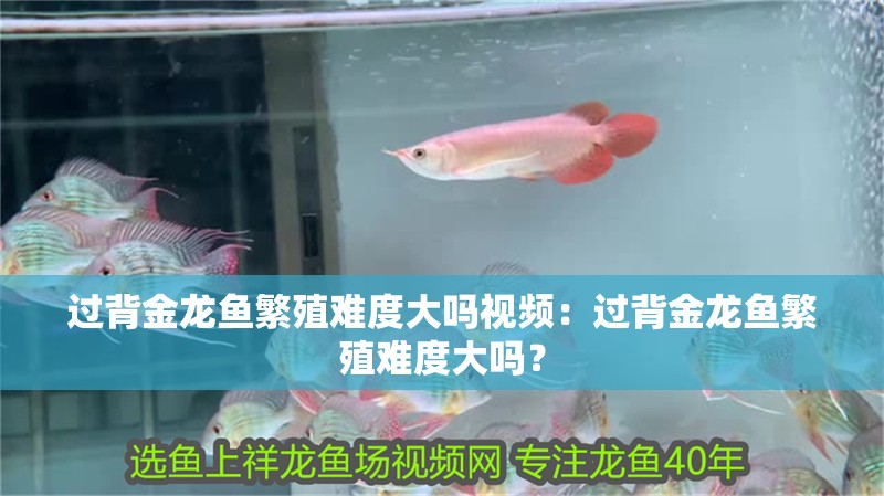 過背金龍魚繁殖難度大嗎視頻：過背金龍魚繁殖難度大嗎？