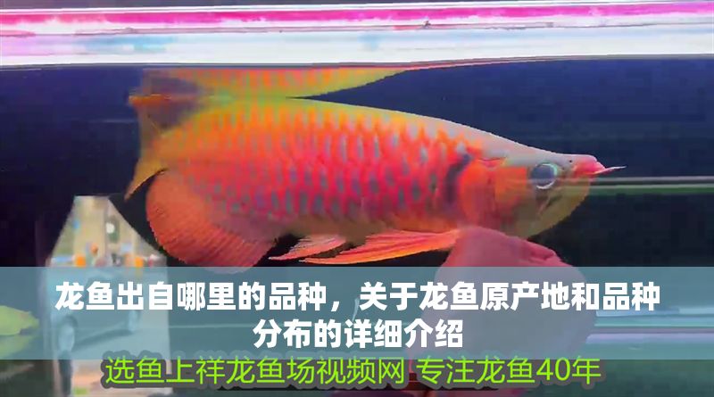 龍魚出自哪里的品種，關于龍魚原產地和品種分布的詳細介紹