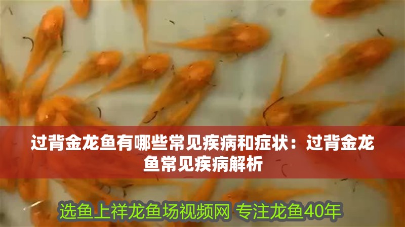 過背金龍魚有哪些常見疾病和癥狀：過背金龍魚常見疾病解析
