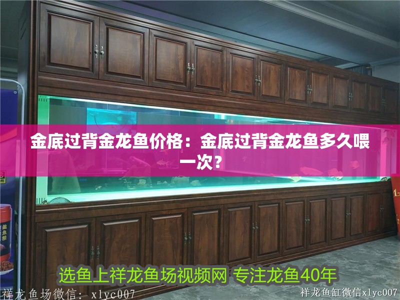 金底過背金龍魚價格：金底過背金龍魚多久喂一次？