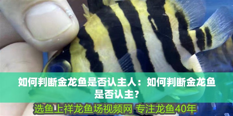 如何判斷金龍魚是否認主人：如何判斷金龍魚是否認主？