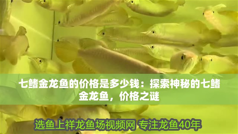七鰭金龍魚的價格是多少錢：探索神秘的七鰭金龍魚，價格之謎