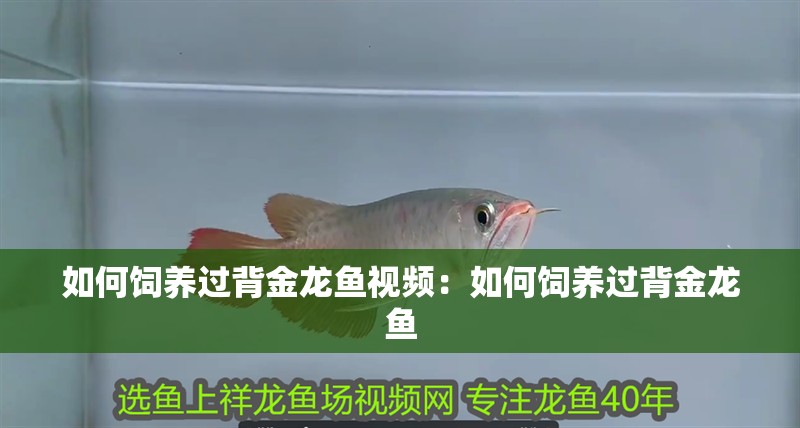 如何飼養過背金龍魚視頻：如何飼養過背金龍魚