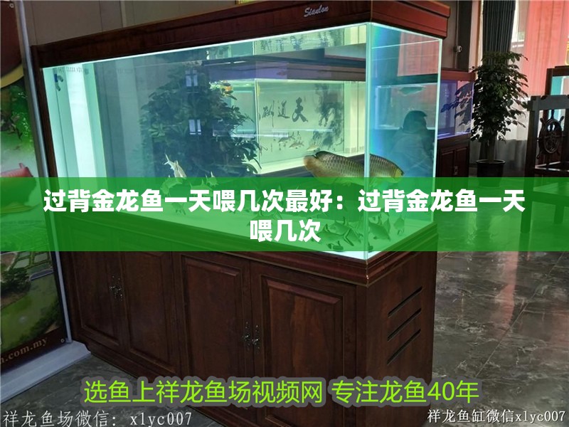 過背金龍魚一天喂幾次最好：過背金龍魚一天喂幾次