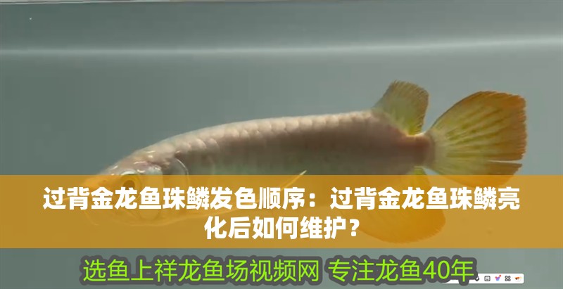 過背金龍魚珠鱗發(fā)色順序：過背金龍魚珠鱗亮化后如何維護(hù)？
