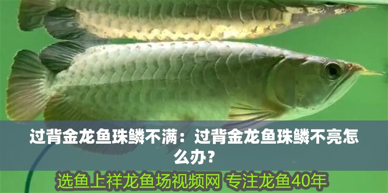 過背金龍魚珠鱗不滿：過背金龍魚珠鱗不亮怎么辦？