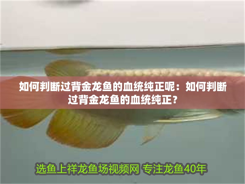 如何判斷過(guò)背金龍魚(yú)的血統(tǒng)純正呢：如何判斷過(guò)背金龍魚(yú)的血統(tǒng)純正？ 如何判斷過(guò)背金龍魚(yú)的血統(tǒng)純正呢：如何判斷過(guò)背金龍魚(yú)的血統(tǒng)純正？ 水族問(wèn)答