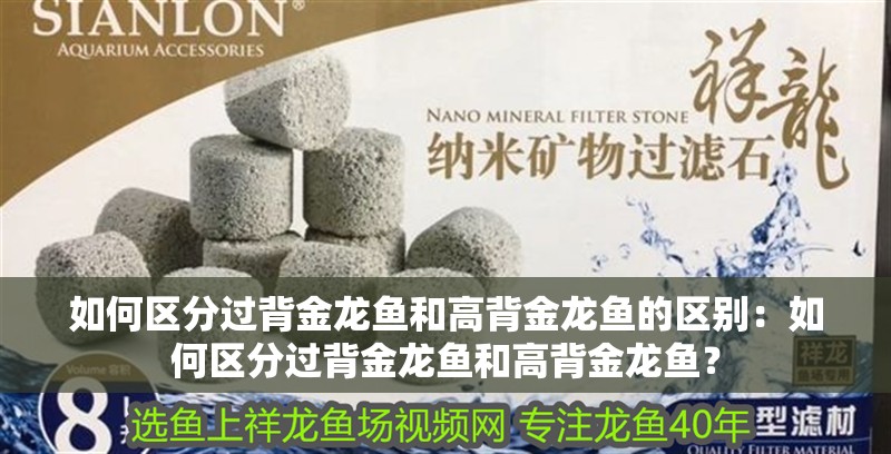 如何區分過背金龍魚和高背金龍魚的區別：如何區分過背金龍魚和高背金龍魚？