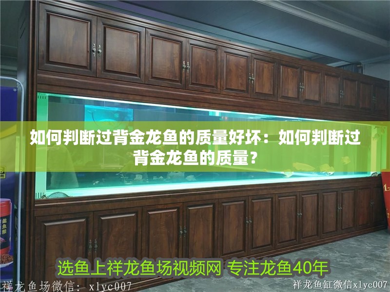 如何判斷過背金龍魚的質量好壞：如何判斷過背金龍魚的質量？