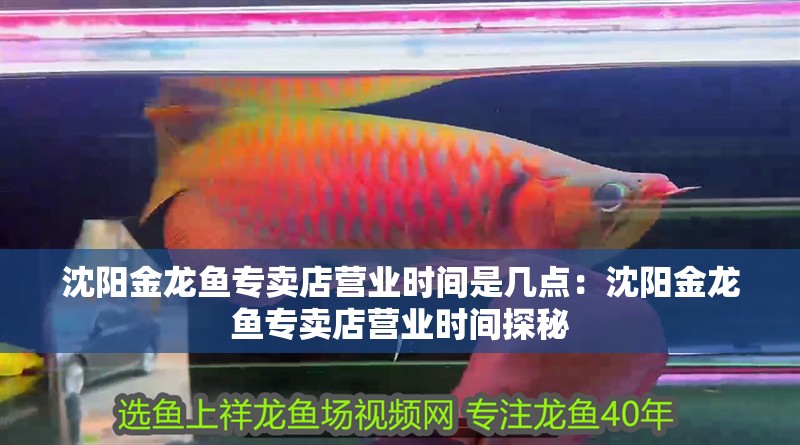 沈陽(yáng)金龍魚(yú)專(zhuān)賣(mài)店?duì)I業(yè)時(shí)間是幾點(diǎn)：沈陽(yáng)金龍魚(yú)專(zhuān)賣(mài)店?duì)I業(yè)時(shí)間探秘