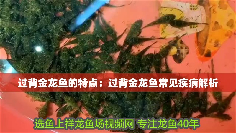 過背金龍魚的特點(diǎn)：過背金龍魚常見疾病解析