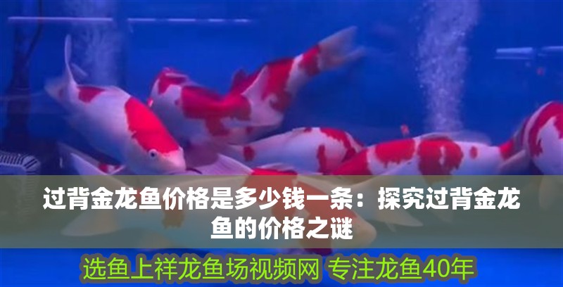 過背金龍魚價格是多少錢一條：探究過背金龍魚的價格之謎