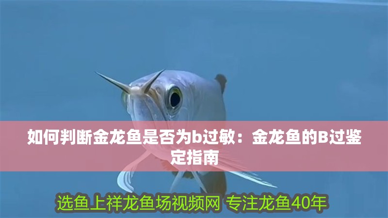 如何判斷金龍魚是否為b過敏：金龍魚的B過鑒定指南