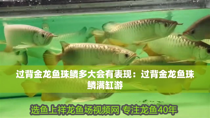 過背金龍魚珠鱗多大會有表現(xiàn)：過背金龍魚珠鱗滿缸游