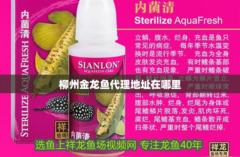 柳州金龍魚代理地址在哪里