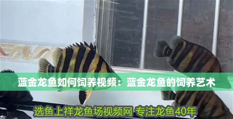 藍金龍魚如何飼養視頻：藍金龍魚的飼養藝術