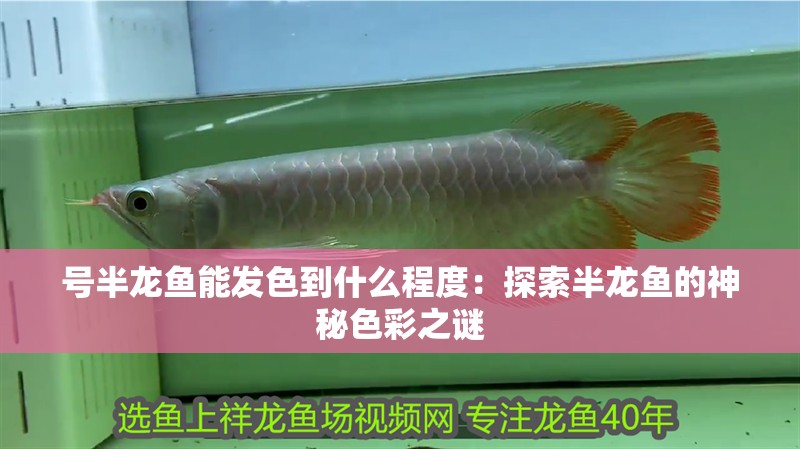 號(hào)半龍魚(yú)能發(fā)色到什么程度：探索半龍魚(yú)的神秘色彩之謎