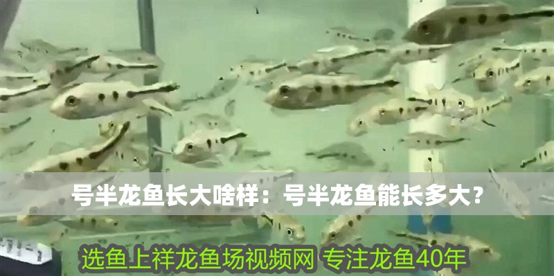 號半龍魚長大啥樣：號半龍魚能長多大？