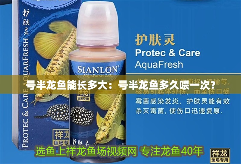 號(hào)半龍魚能長(zhǎng)多大：號(hào)半龍魚多久喂一次？