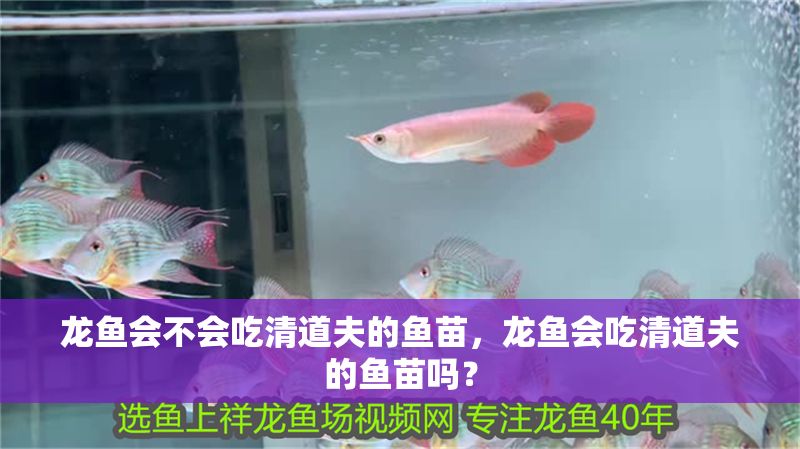 龍魚會不會吃清道夫的魚苗，龍魚會吃清道夫的魚苗嗎？ 龍魚會不會吃清道夫的魚苗，龍魚會吃清道夫的魚苗嗎？ 龍魚百科 第2張