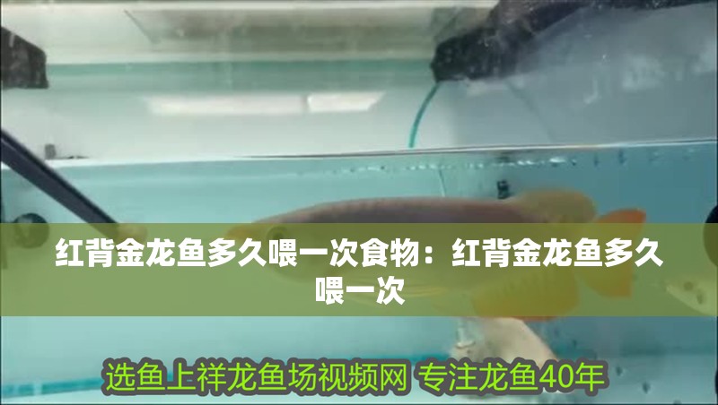 紅背金龍魚多久喂一次食物：紅背金龍魚多久喂一次