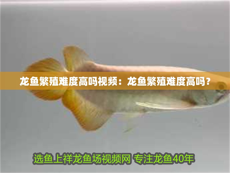 龍魚繁殖難度高嗎視頻：龍魚繁殖難度高嗎？