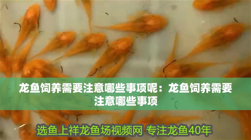 龍魚飼養需要注意哪些事項呢：龍魚飼養需要注意哪些事項