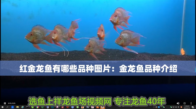 紅金龍魚(yú)有哪些品種圖片：金龍魚(yú)品種介紹