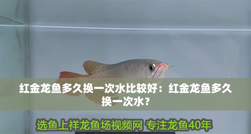 紅金龍魚多久換一次水比較好：紅金龍魚多久換一次水？
