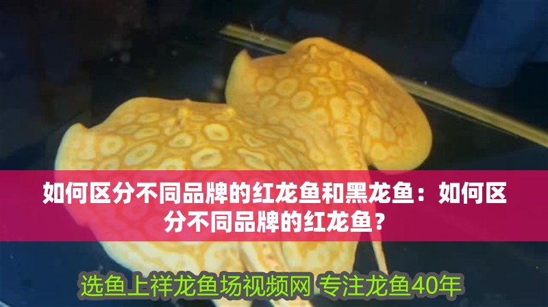 如何區(qū)分不同品牌的紅龍魚和黑龍魚：如何區(qū)分不同品牌的紅龍魚？