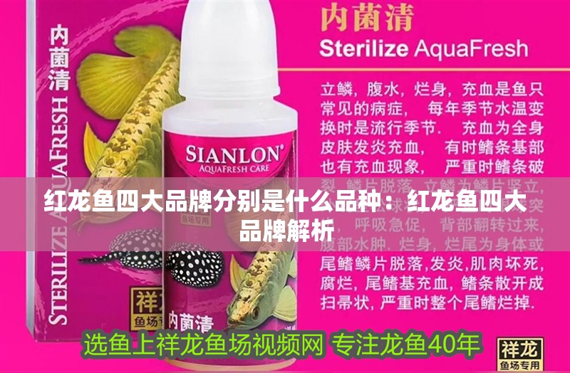 紅龍魚四大品牌分別是什么品種：紅龍魚四大品牌解析