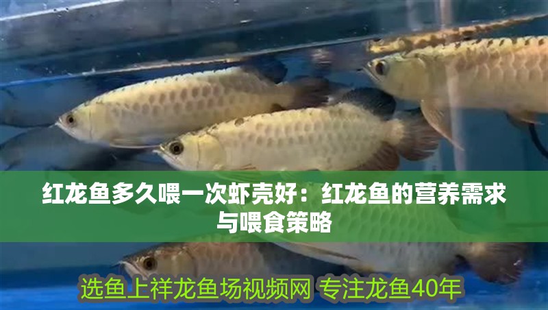 紅龍魚多久喂一次蝦殼好：紅龍魚的營養需求與喂食策略