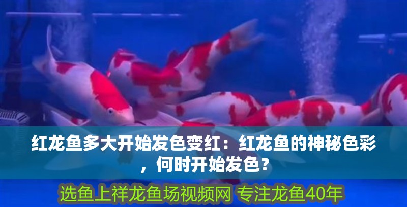 紅龍魚多大開始發(fā)色變紅：紅龍魚的神秘色彩，何時(shí)開始發(fā)色？