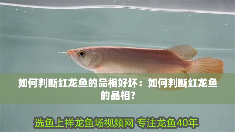 如何判斷紅龍魚的品相好壞：如何判斷紅龍魚的品相？