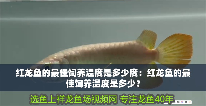 紅龍魚的最佳飼養溫度是多少度：紅龍魚的最佳飼養溫度是多少？